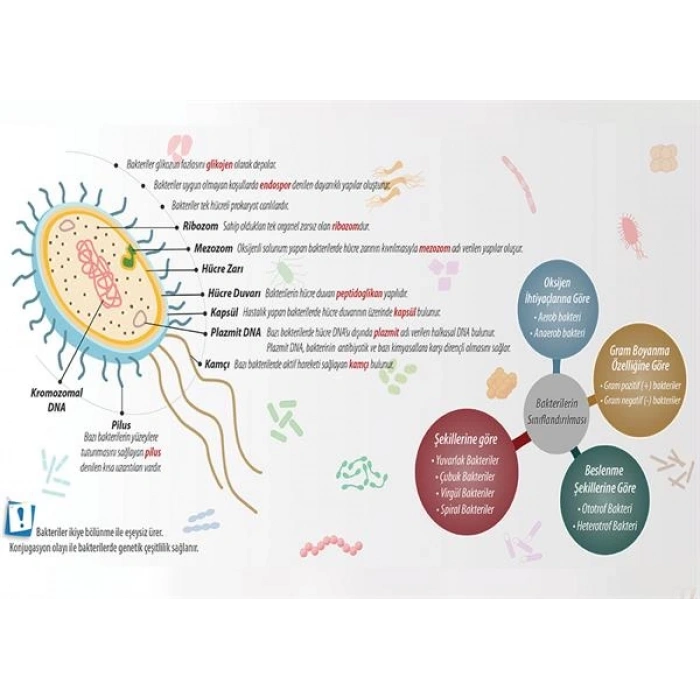 Bakteriler Âlemi P BİY 31