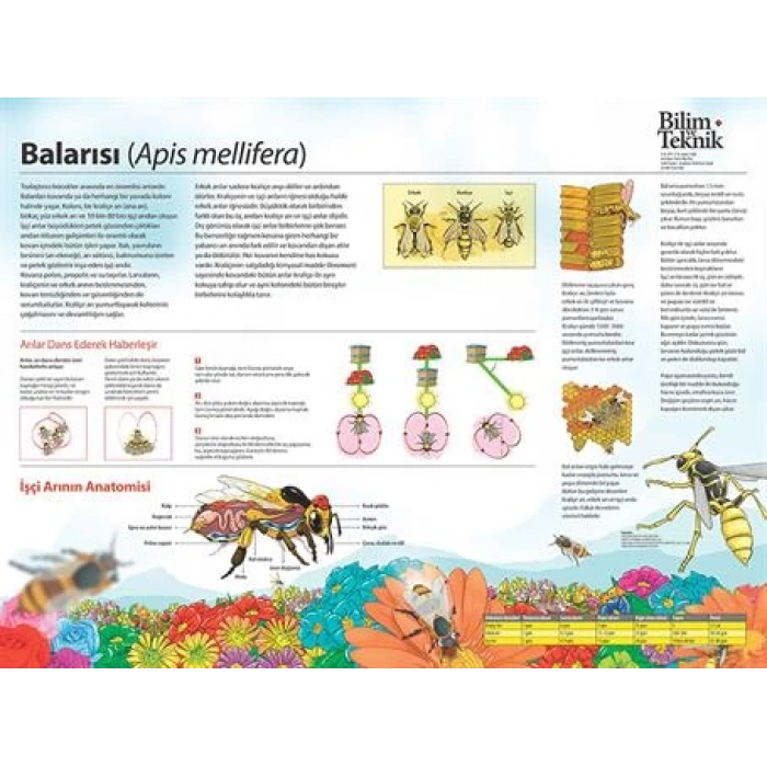 Balarısı P BİY 07