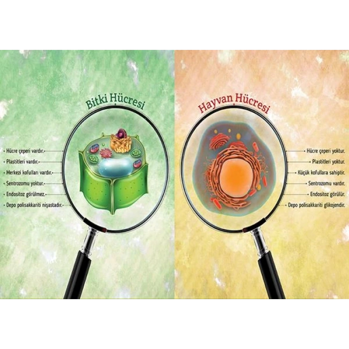 Bitki ve Hayvan Hücresi Farkları P BİY 34