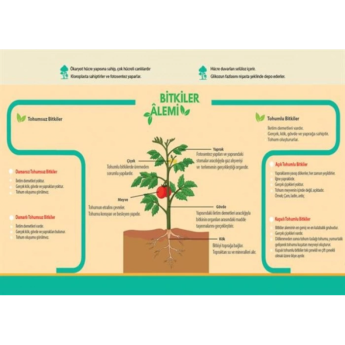 Bitkiler Âlemi P BİY 27