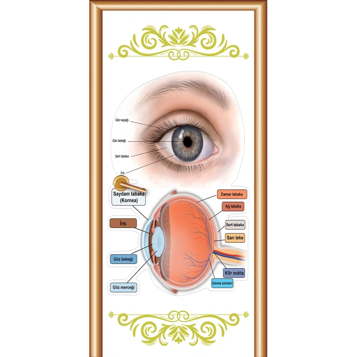 Biyoloji Göz Kapı Giydirme 15