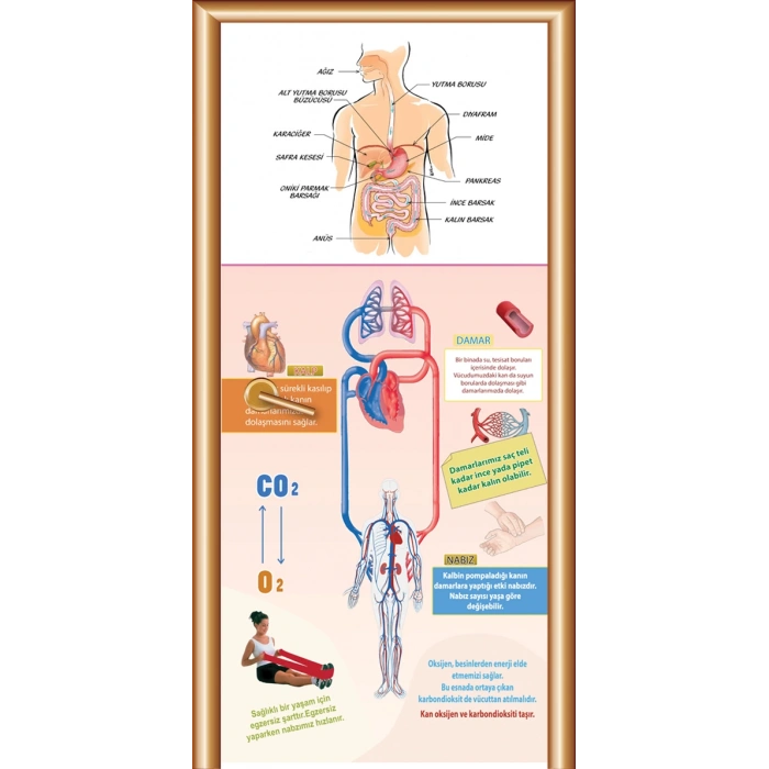 Biyoloji Sınıfı Kapı Giydirme 07