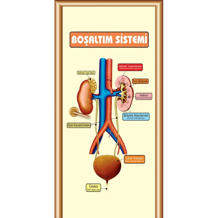 Boşaltım Sistemi Kapı Giydirme 16