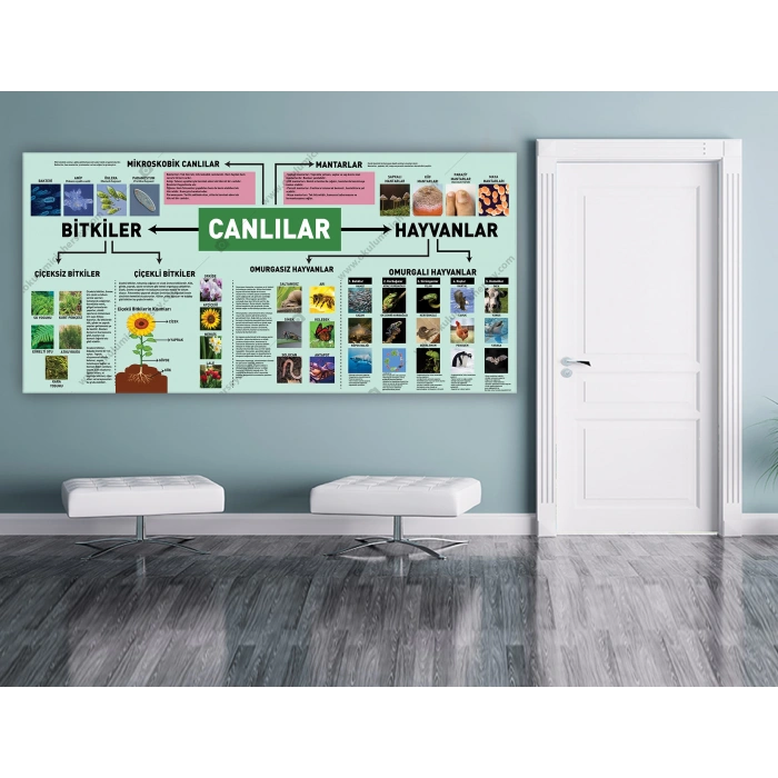 Canlılar DG BİY 19