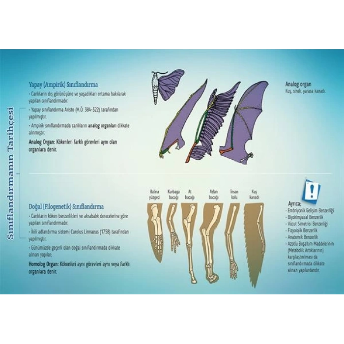Canlıların Sınıflandırılması P BİY 33