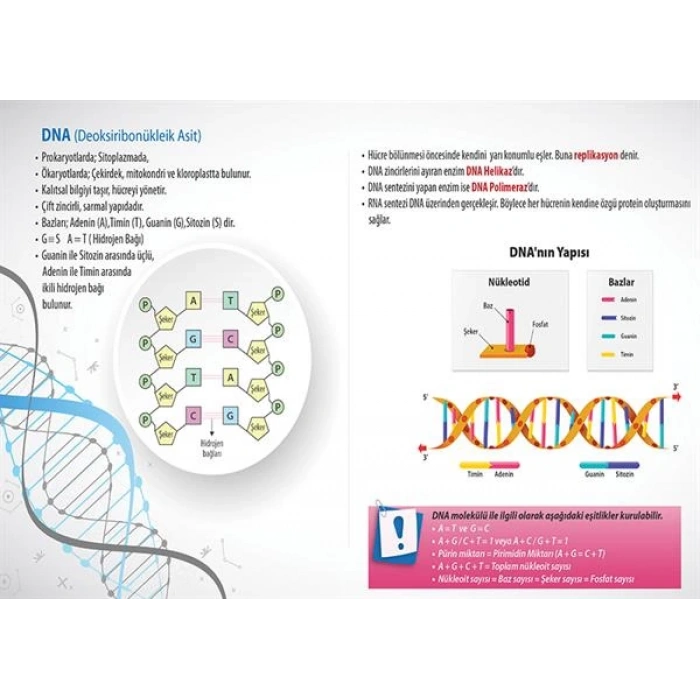 DNA (Deoksiribonükleik Asit) P BİY 43
