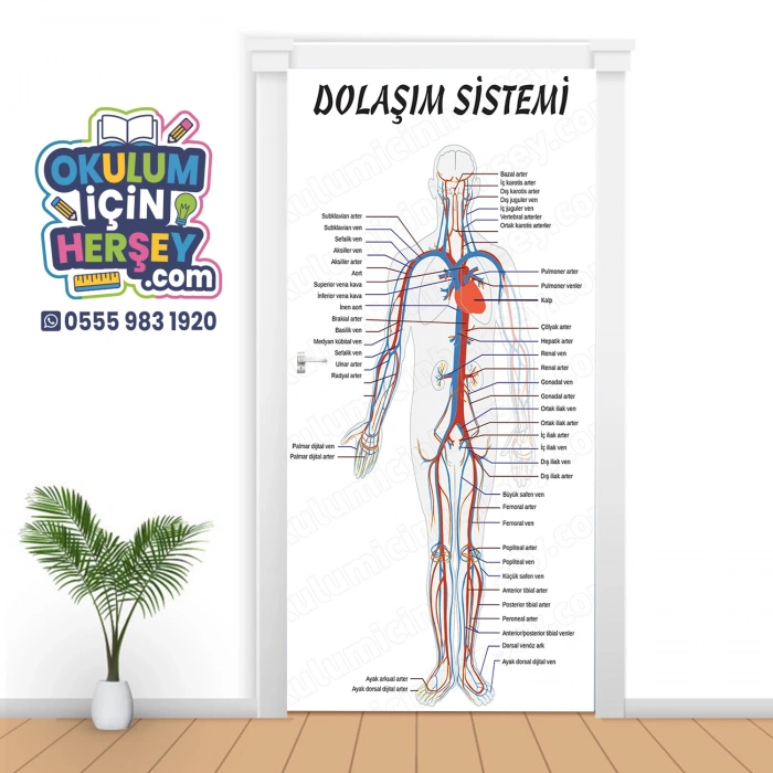 Dolaşım Sistemi Kapı Giydirme 03