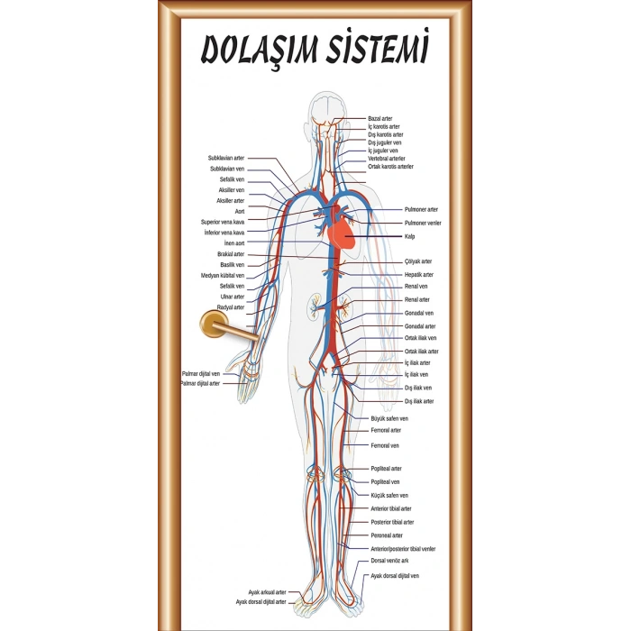 Dolaşım Sistemi Kapı Giydirme 03