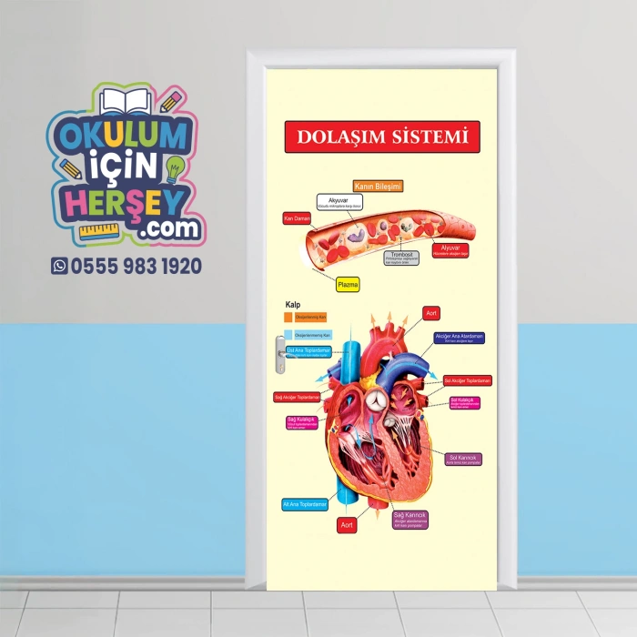 Dolaşım Sistemi Kapı Giydirme 17