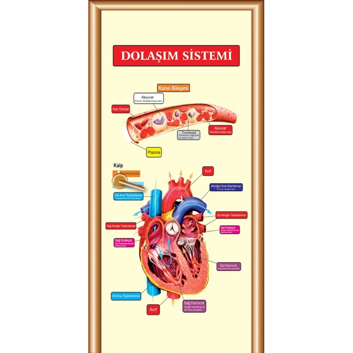 Dolaşım Sistemi Kapı Giydirme 17