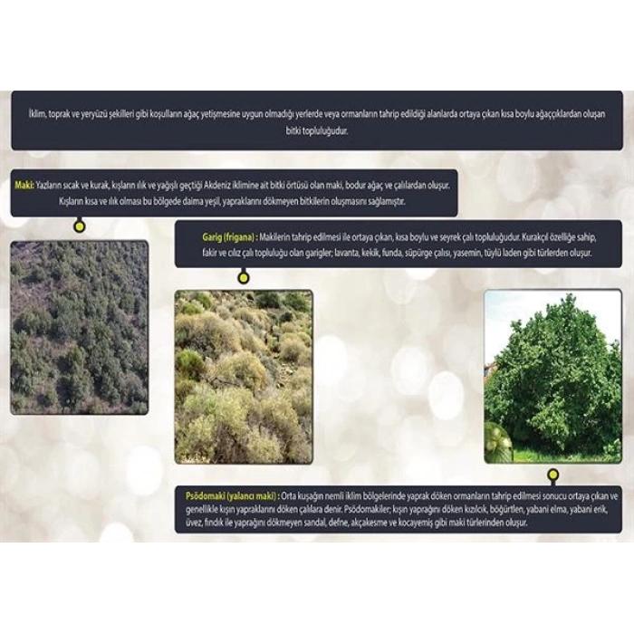 Dünyadaki Bitkiler (Çalı Formasyonu) P COG 38