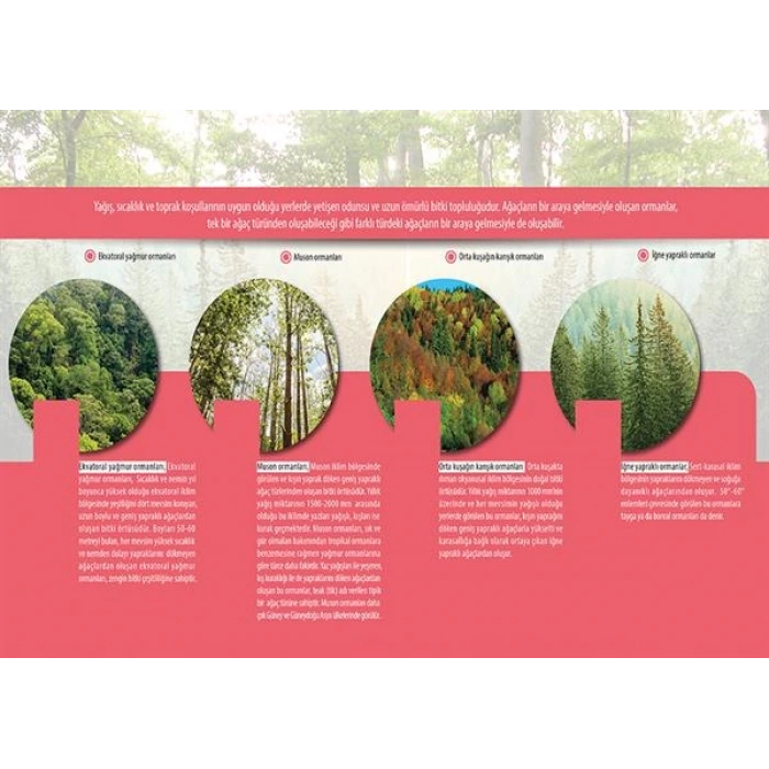 Dünyada Bitkiler (Ağaç Formasyonu) P COG 32