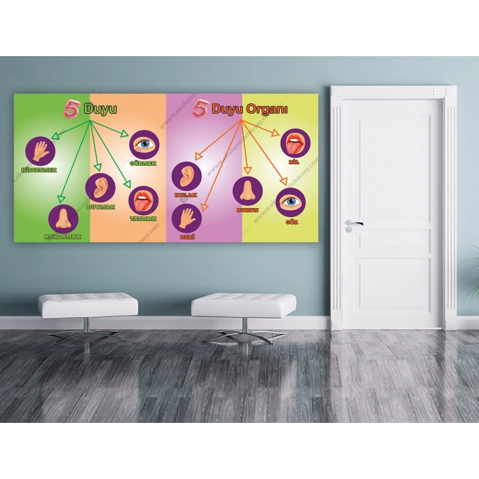 Duvar Giydirme Duyular ve Duyu Organları DG BİY 17