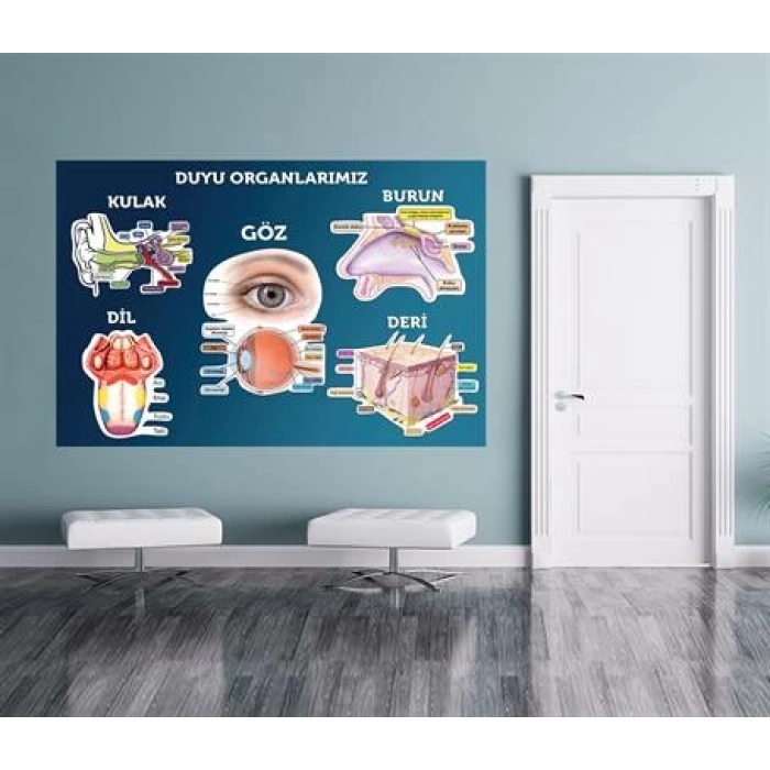 Duyu Organları Duvar Giydirme 01