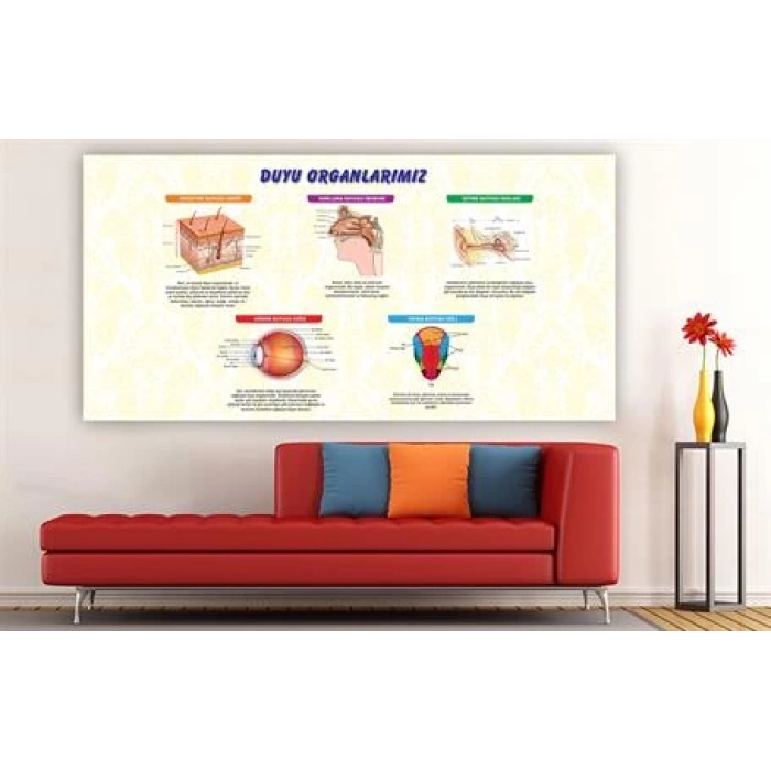 Duyu Organlarımız Duvar Giydirme 06