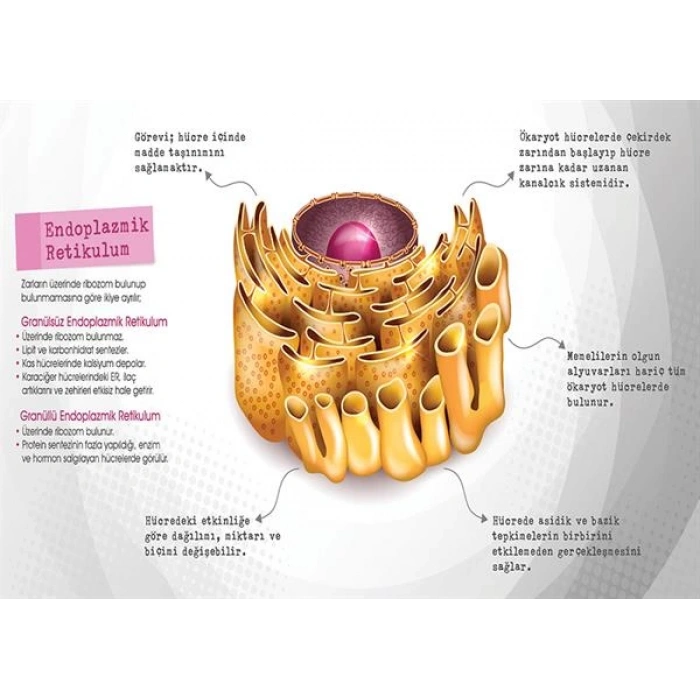 Endoplazmik Retikulum P BİY 45