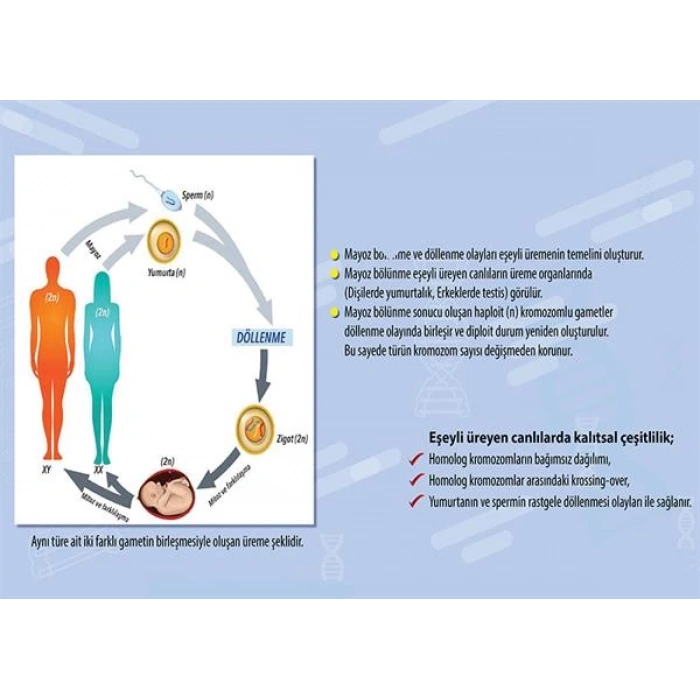 Eşeyli Üreme P BİY 12