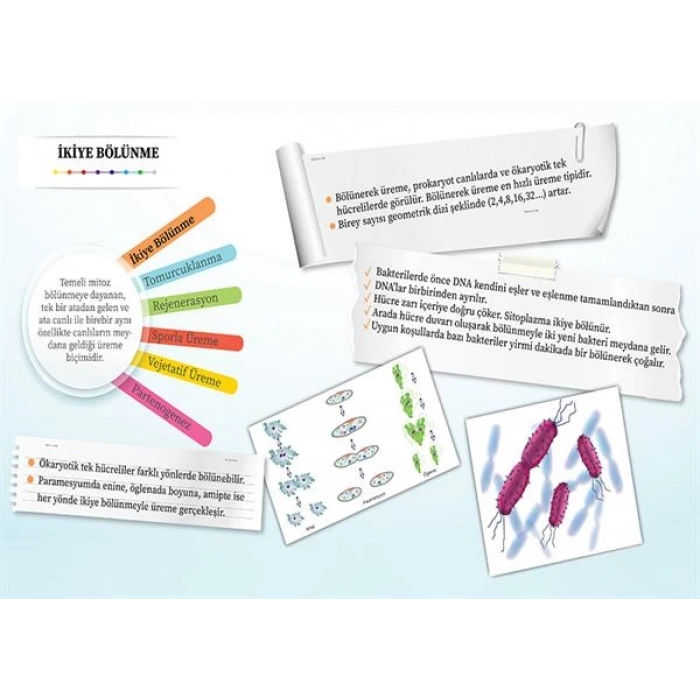 Eşeysiz Üreme Çeşitleri- İkiye Bölünme P BİY 17