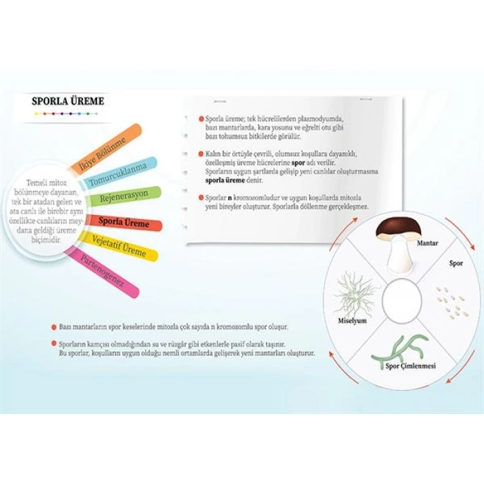 Eşeysiz Üreme Çeşitleri- Sporla Üreme P BİY 13