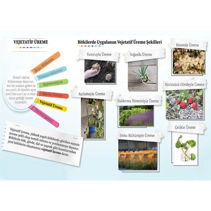 Eşeysiz Üreme Çeşitleri- Vejetatif Üreme P BİY 14