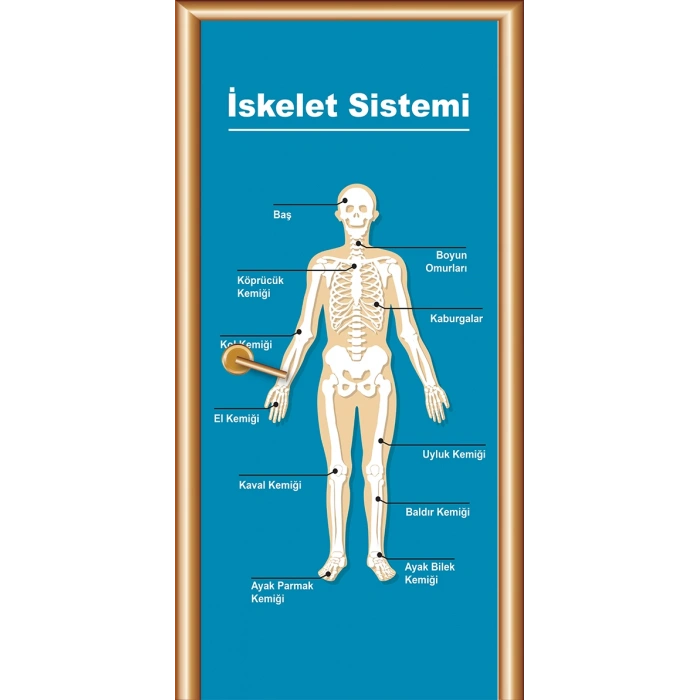 Fen Sınıfı Kapı Giydirme 12