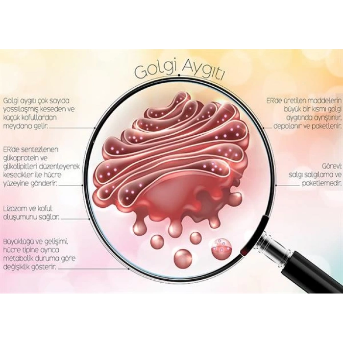 Golgi Aygıtı P BİY 44