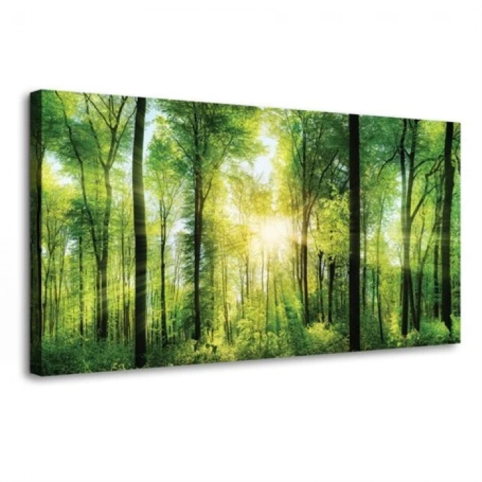 Gün Işığı üzerinde Orman Kanvas Tablo