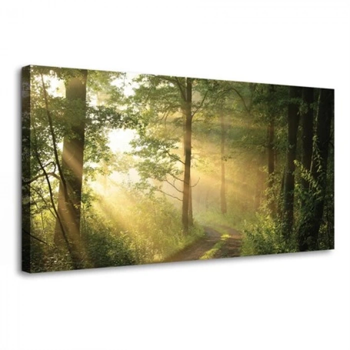 Gün Işığında Orman KanvasTablo