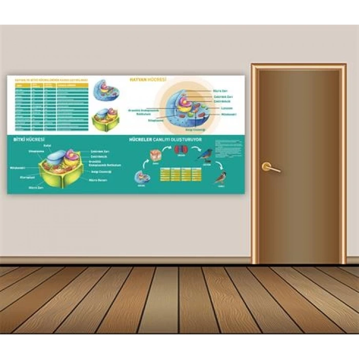 Hayvan ve Bitki Hücresi Duvar Giydirme 11