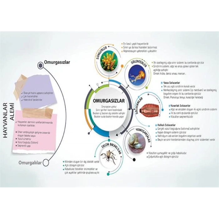 Hayvanlar Âlemi-1 P BİY 26