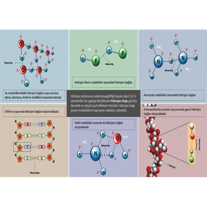 Hidrojen Bağı P KİM 12
