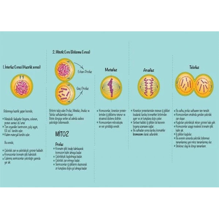 Hücre Döngüsünün Evreleri P BİY 22
