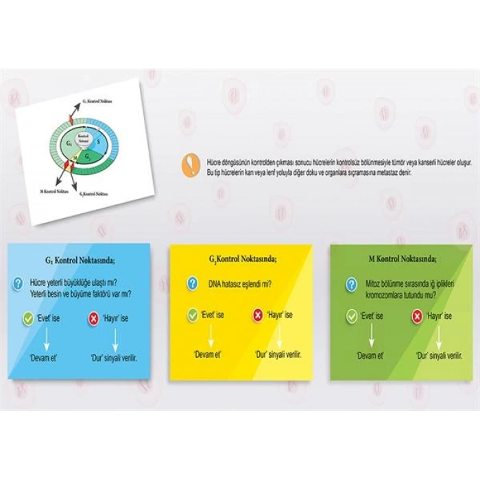 Hücre Döngüsünün Kontrol Noktaları P BİY 20