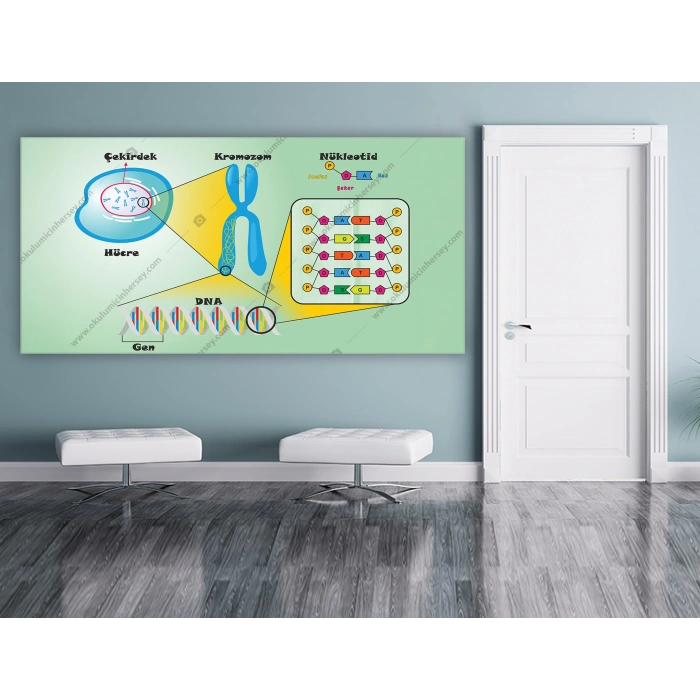 Hücre Kromozom Dna Gen DG BİY 23