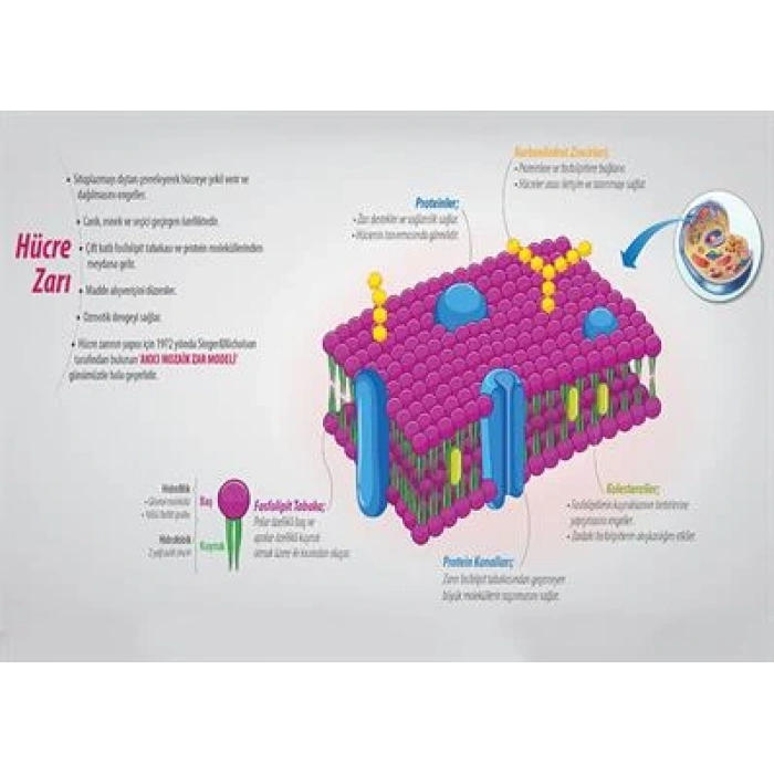Hücre Zarı ve Görevleri P BİY 48