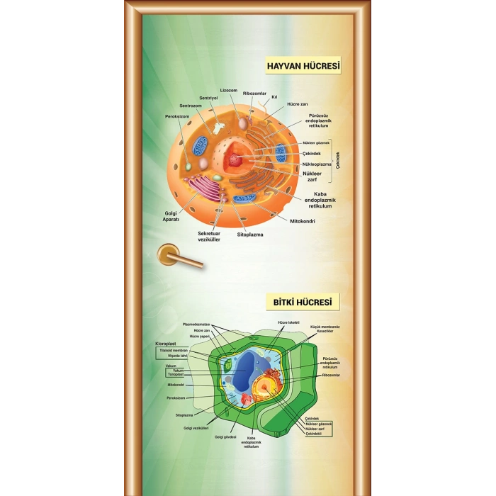Hücreler Kapı Giydirme 10