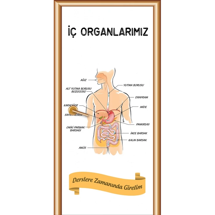 İç Organlarımız Kapı Giydirme 01