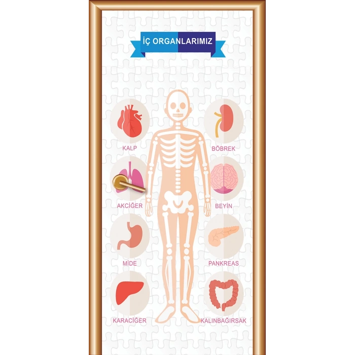 İç Organlarımız Kapı Giydirme 05