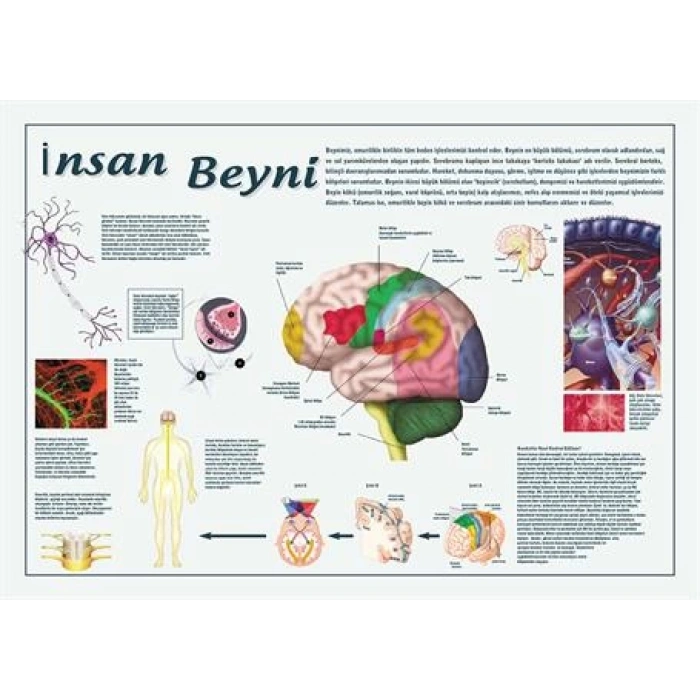 İnsan Beyni P BİY 04