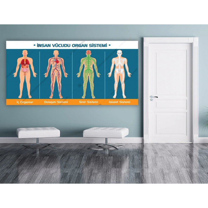 İnsan Vücudu Organ Sistemi DG BİY 24