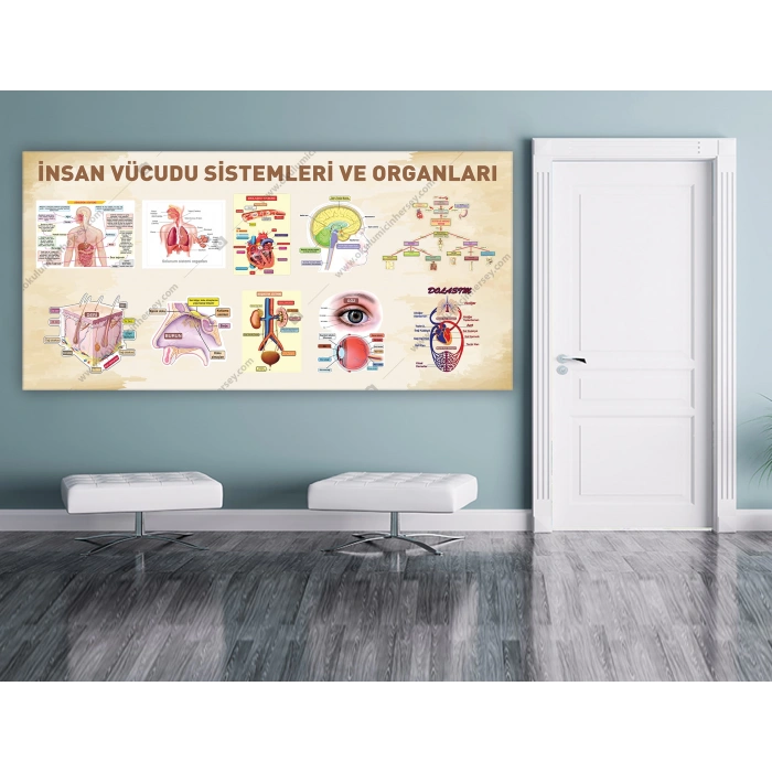İnsan Vücudu Sistemleri ve Organları DG BİY 25