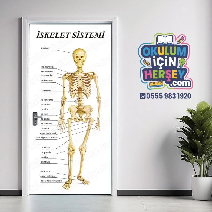 İskelet Sistemi Latince Kapı Giydirme 47