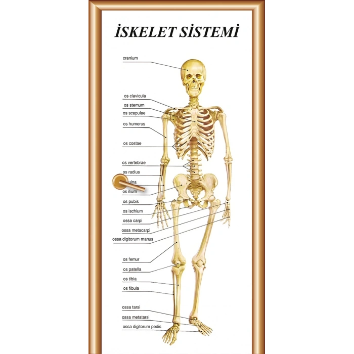 İskelet Sistemi Latince Kapı Giydirme 47