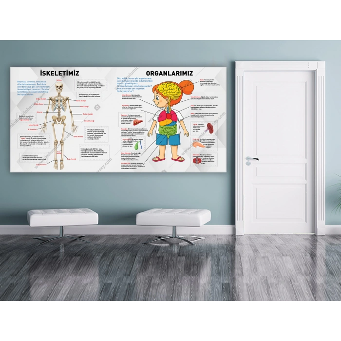 İskeletimiz ve Organlarımız DG BİY 26