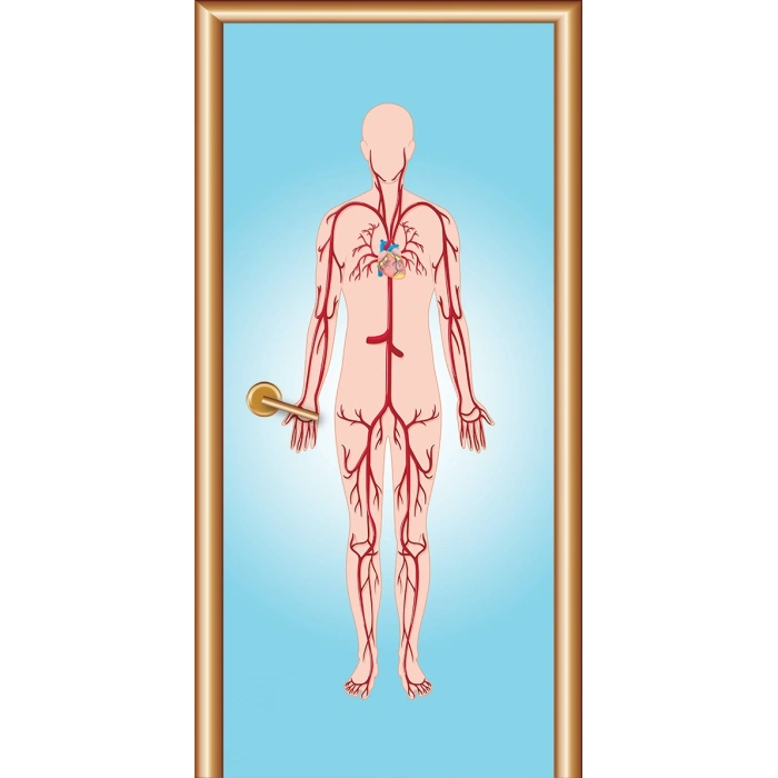 Kan Dolaşımı Kapı Giydirme 20