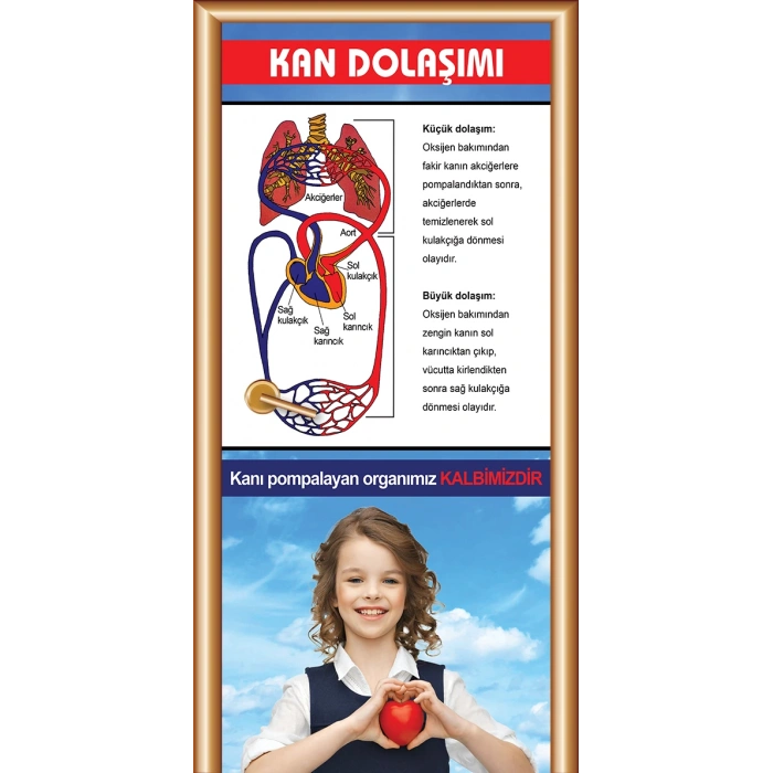 Kan Dolaşımı Kapı Giydirme 23