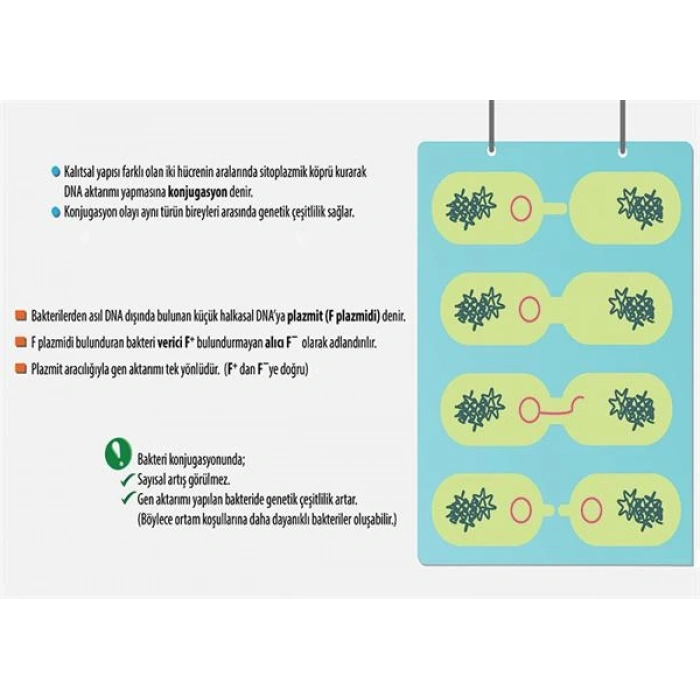 Konjugasyon P BİY 11
