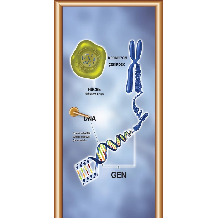 Kromozom Kapı Giydirme 11