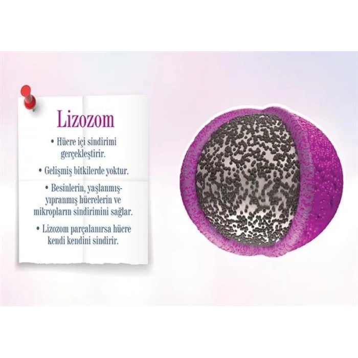 Lizozom P BİY 39