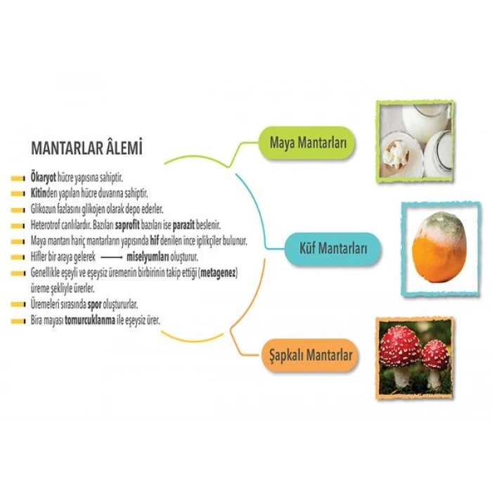 Mantarlar Âlemi P BİY 28